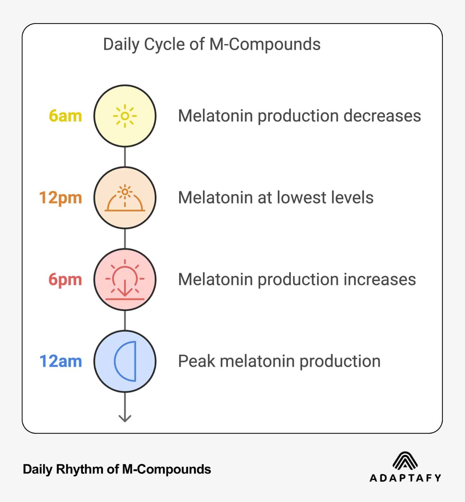 Vertical timeline showing the daily cycle of melatonin production across four time points: 6am (yellow sun icon) when melatonin decreases, 12pm (orange sun icon) when melatonin is lowest, 6pm (pink sunset icon) when melatonin increases, and 12am (blue moon icon) when melatonin peaks. Each time point is connected by a vertical line and includes descriptive text. Melanin vs Melatonin by ADAPTAFY