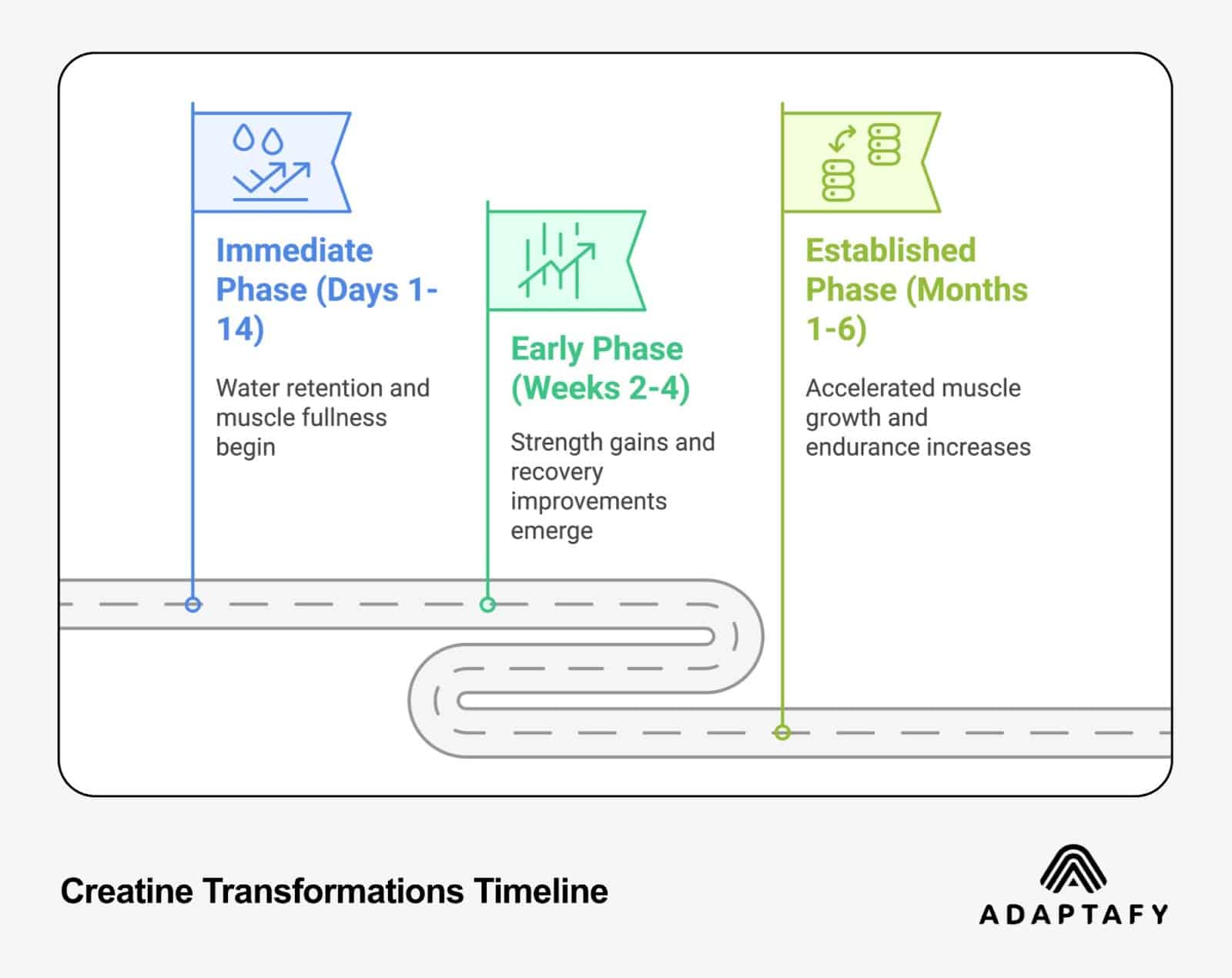 Timeline infographic showing three phases of creatine transformation: Immediate Phase (Days 1-14), Early Phase (Weeks 2-4), and Established Phase (Months 1-6) with progress markers along a road-like path