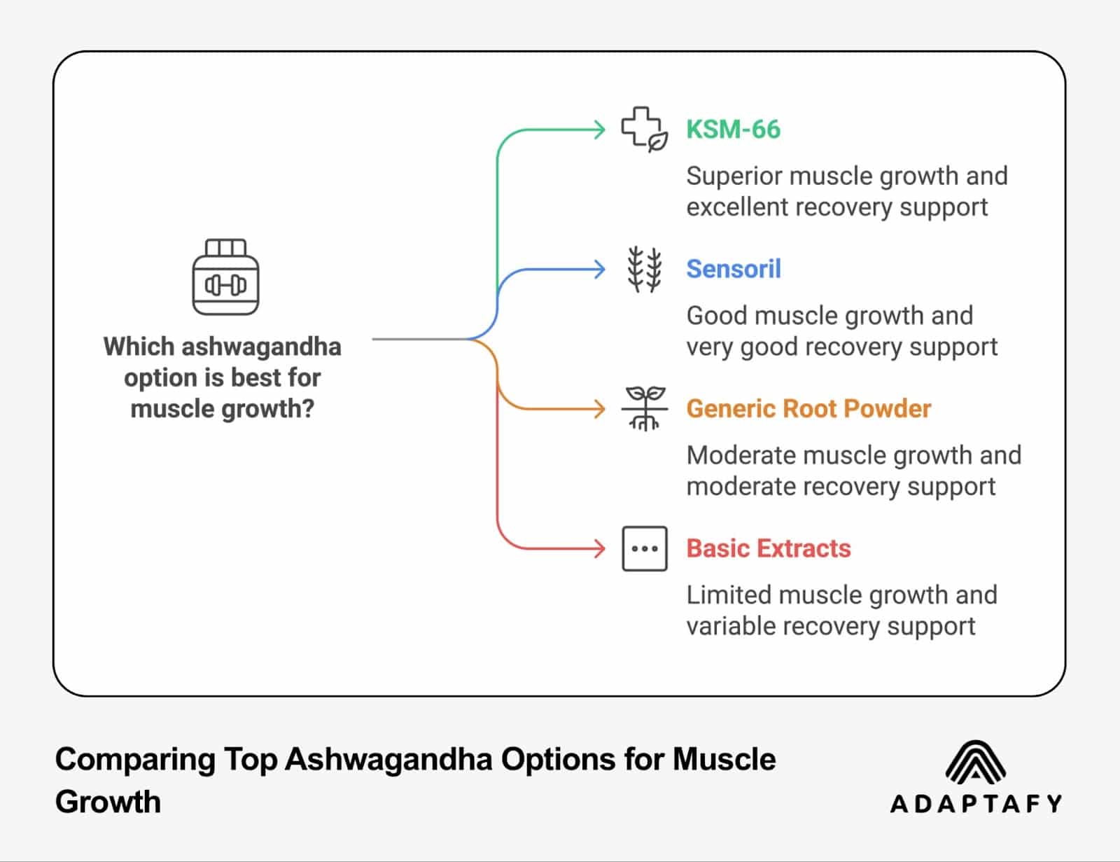 Flow chart diagram comparing four ashwagandha options for muscle growth, showing KSM-66, Sensoril, Generic Root Powder, and Basic Extracts with their respective benefits and effectiveness levels