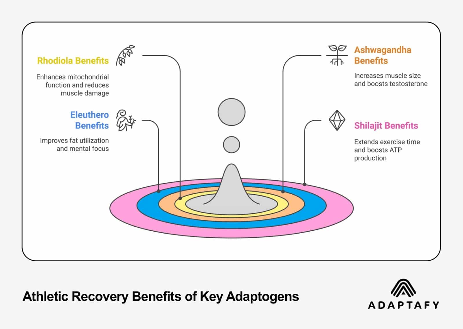 Key adaptogen benefits diagram showing Rhodiola, Ashwagandha, Eleuthero, and Shilajit with their specific performance and recovery benefits for athletes