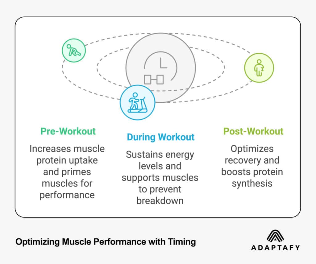 Circular diagram showing three phases of workout supplement timing: pre-workout, during workout, and post-workout, with icons and descriptions of benefits for each phase by ADAPTAFY