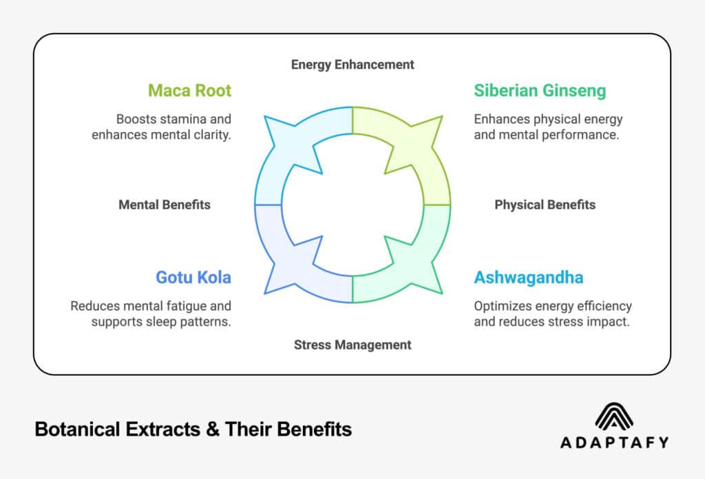 Circular diagram showing four botanical extracts (Maca Root, Siberian Ginseng, Ashwagandha, and Gotu Kola) and their primary benefits for energy enhancement and stress management