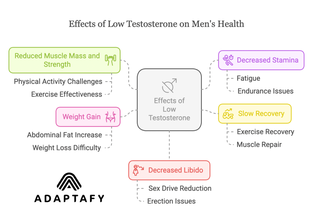 Diagram depicting the various roles and effects of testosterone on men's health. The diagram breaks down testosterone's influence on muscle growth, bone density, fat distribution, red blood cell production, and sexual health. It highlights the importance of maintaining optimal testosterone levels for strength, stamina, energy, recovery, and libido. The diagram also outlines common symptoms of low testosterone, including reduced muscle mass and strength, decreased stamina, slower recovery times, weight gain, and decreased libido. These factors illustrate how a decline in testosterone can impact overall well-being and physical performance in men.