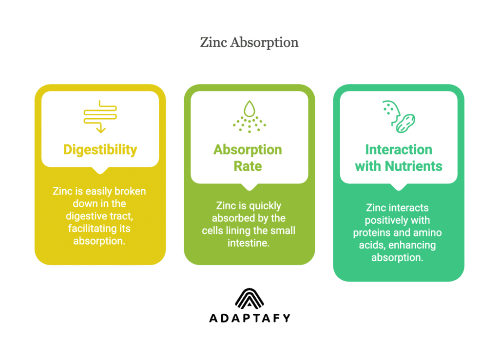 Diagram illustrating zinc's bioavailability factors: Digestibility (ease of breakdown in the digestive tract), Absorption Rate (quick absorption in small intestine cells), and Interaction with Other Nutrients (positive interactions with proteins and amino acids enhancing absorption).