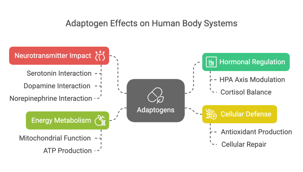 Diagram illustrating the multifaceted benefits of adaptogens: their role in hormonal regulation by modulating the HPA axis and cortisol levels, impacting neurotransmitters like serotonin, dopamine, and norepinephrine for mood regulation, boosting cellular defense against oxidative stress by promoting antioxidants and cellular repair, and enhancing energy metabolism by supporting mitochondrial function and ATP production.