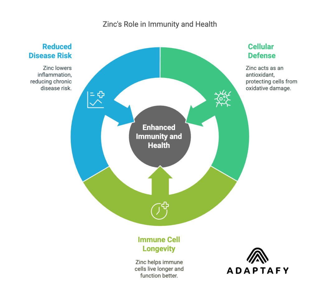 Diagram illustrating zinc's impact on immunity through its antioxidant effects. Section 1: Cellular Defense Mechanism - Zinc is portrayed as an antioxidant protecting cells from oxidative damage, showcasing its role in bolstering cellular defense. Section 2: Immune Cell Longevity - Visualization of immune cells being shielded from premature damage by zinc, highlighting increased longevity and enhanced functionality of these cells. Section 3: Reduced Chronic Disease Risk - Depiction of reduced inflammation due to zinc's antioxidant properties, suggesting a lowered risk of chronic diseases associated with aging.