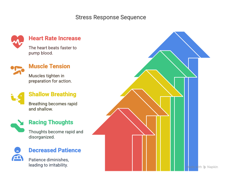5 Ways to Calm Your Nerves with Deep Breathing Techniques 2 Diagram shows stress response: heart rate increases, muscles tense, breathing becomes shallow, thoughts race, and patience decreases. Calm Your Nerves Article for Men.